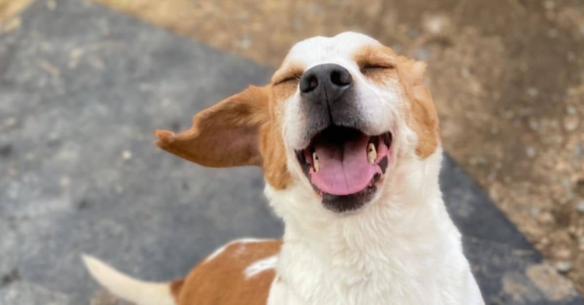A brown and white dog jumping and smiling