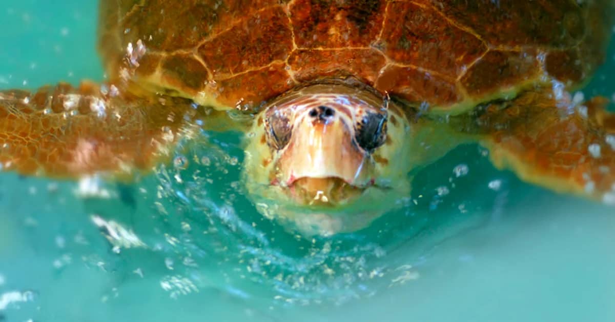 A turtle poking its head out of aqua water