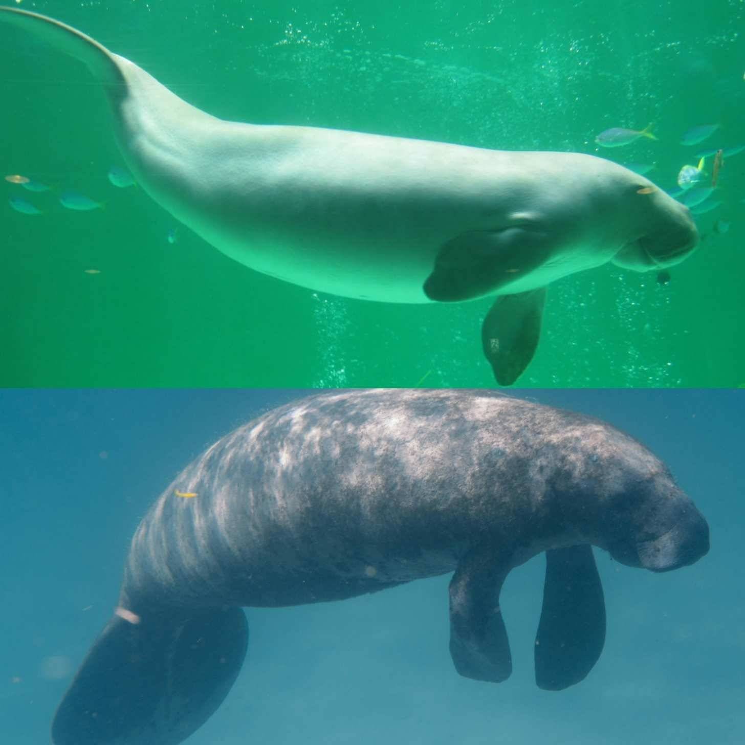 A dugong and manatee in the water