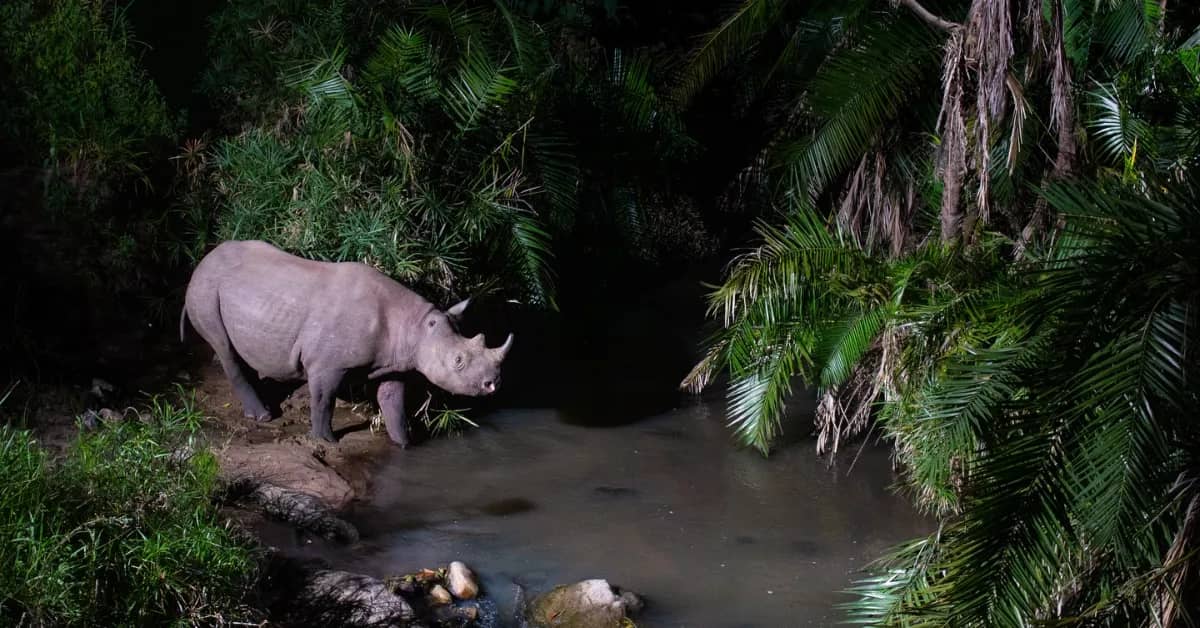 A rhinoceros stands on a dirt bank beside a shallow stream surrounded by dense tropical vegetation including palm fronds and leafy plants.