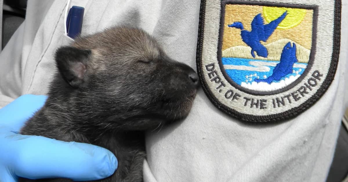  Close up of a wolf pup held by a person wearing a khaki shirt with a "Dept. of the Interior" patch