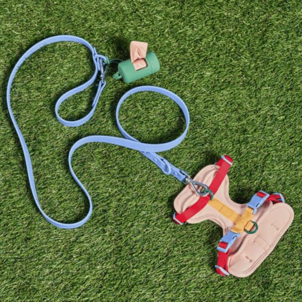 Colorful harness and leash on grass