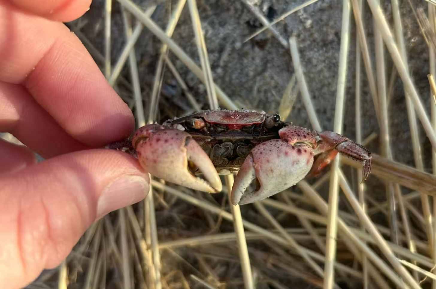 Close-up of a hand holding a small dark purple crab