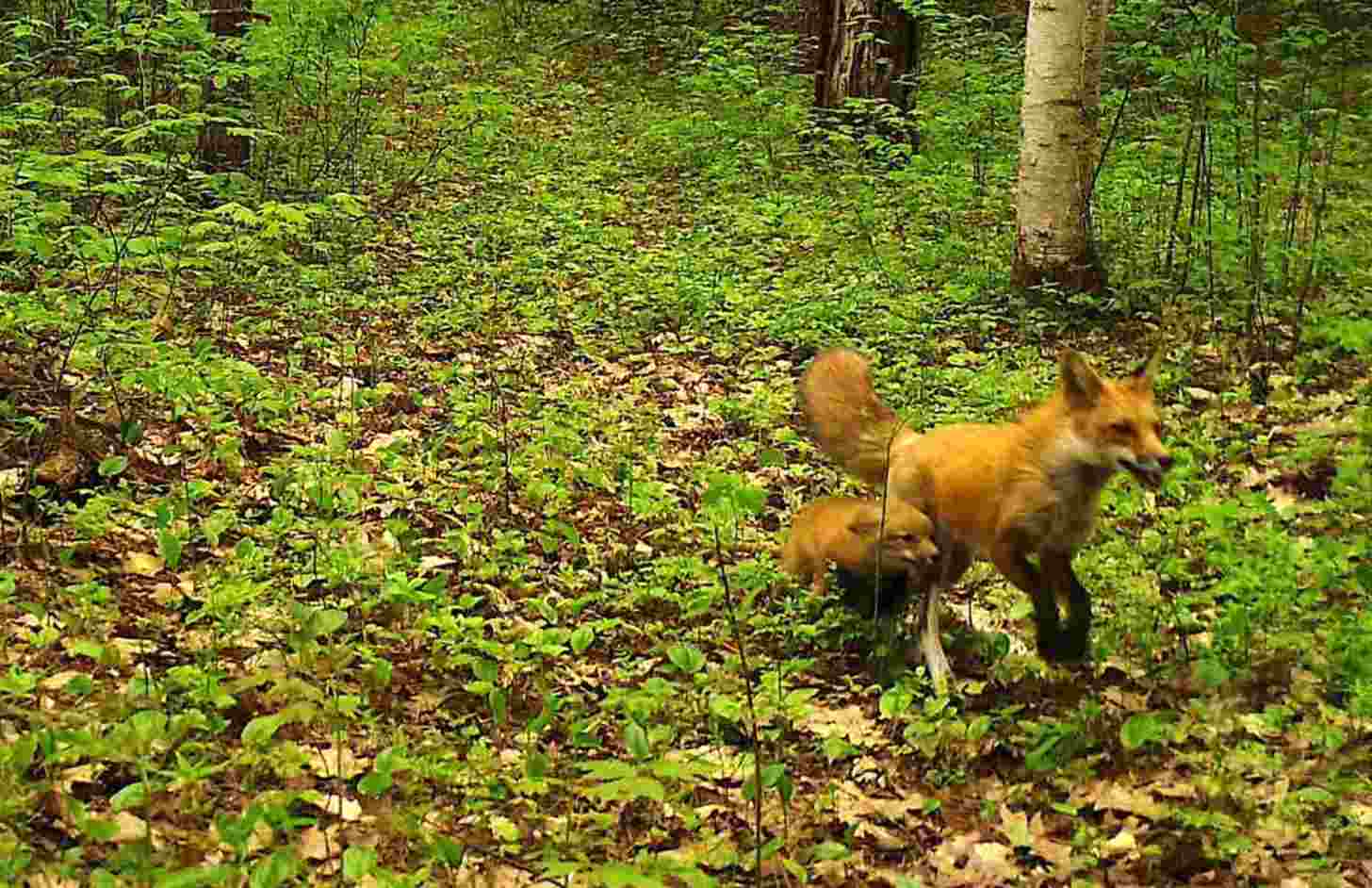 A mother and baby fox running through foliage on a forest floor