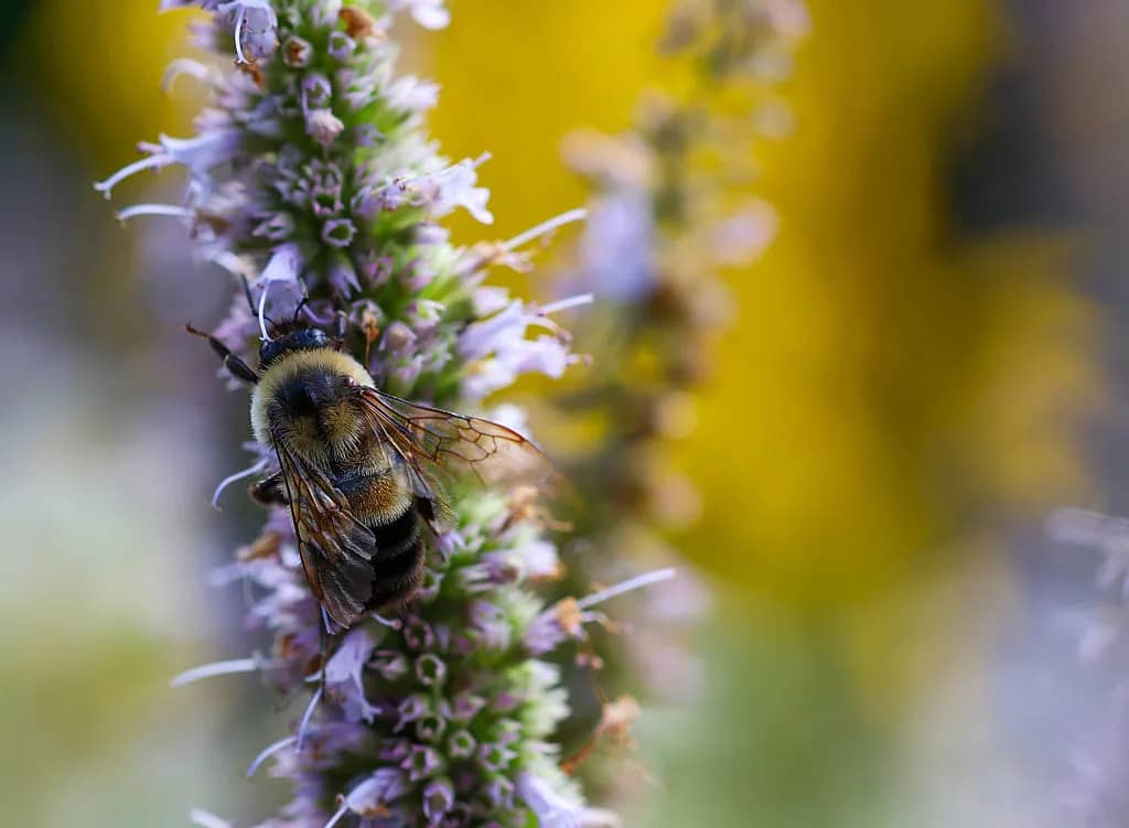 A bee on a lavender-colored flower