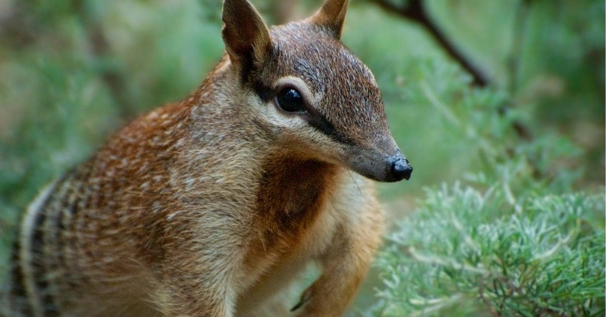 A close-up photo of a numbat, it's brown, with a long nose, pointed ears and black eyes.