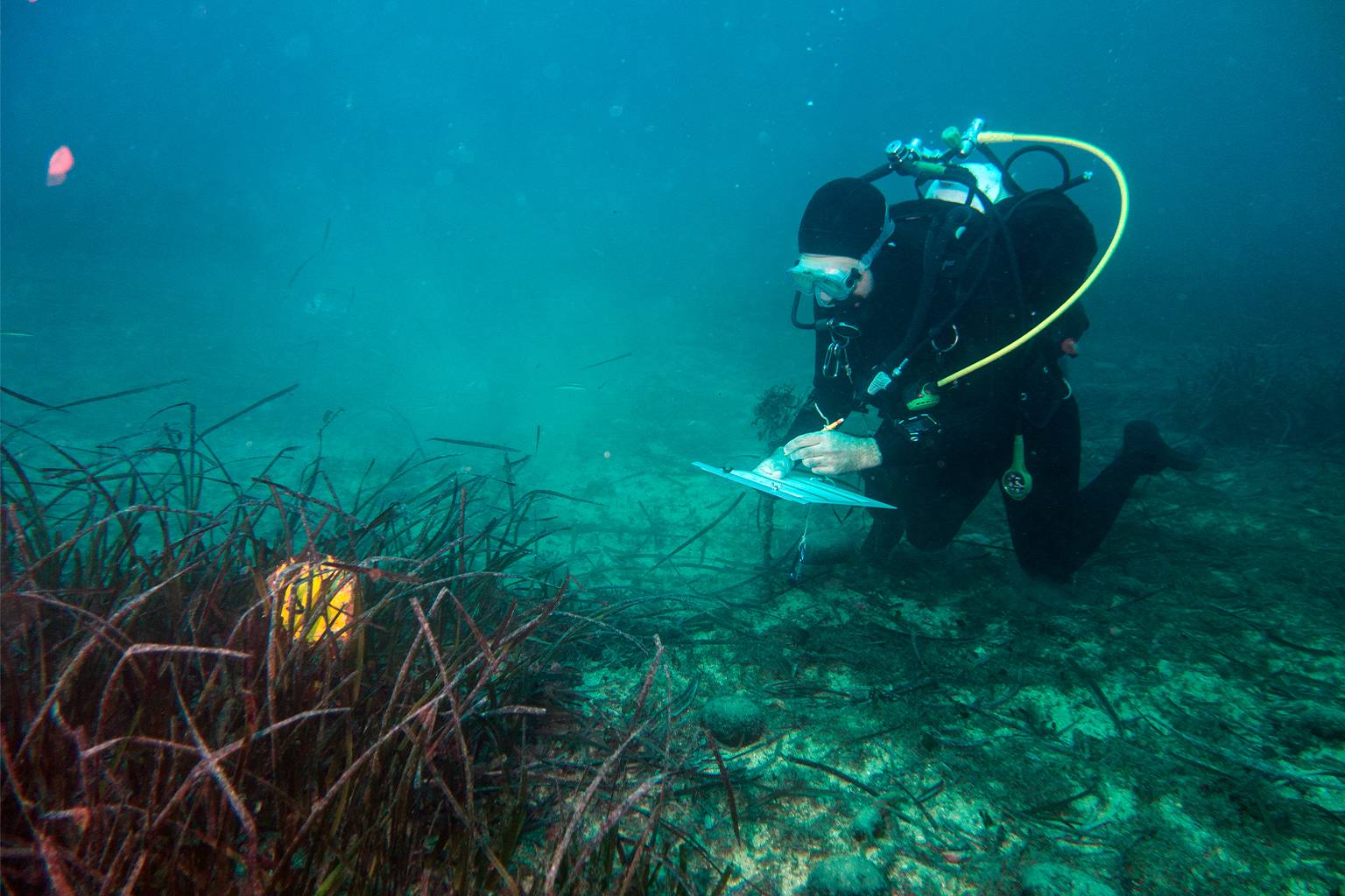 A person in a scuba suit writing on a clip board with seagrass in front of them