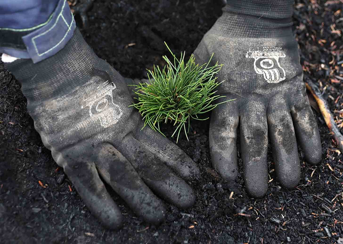 A close-up image of a pair of hands wearing black work gloves putting a tree sapling into the ground