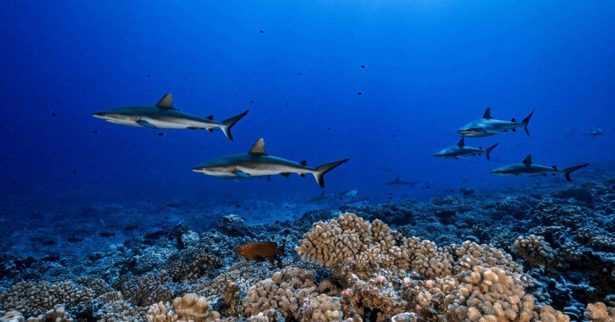 Five sharks swimming in blue water, a coral reef and some fish are below