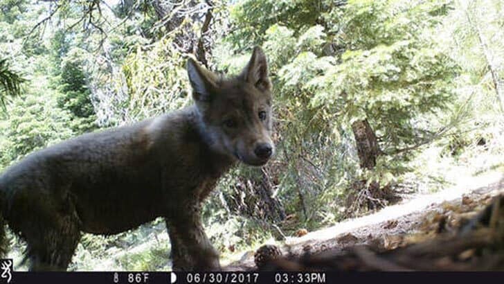 A baby gray wolf spotted on a trail camera