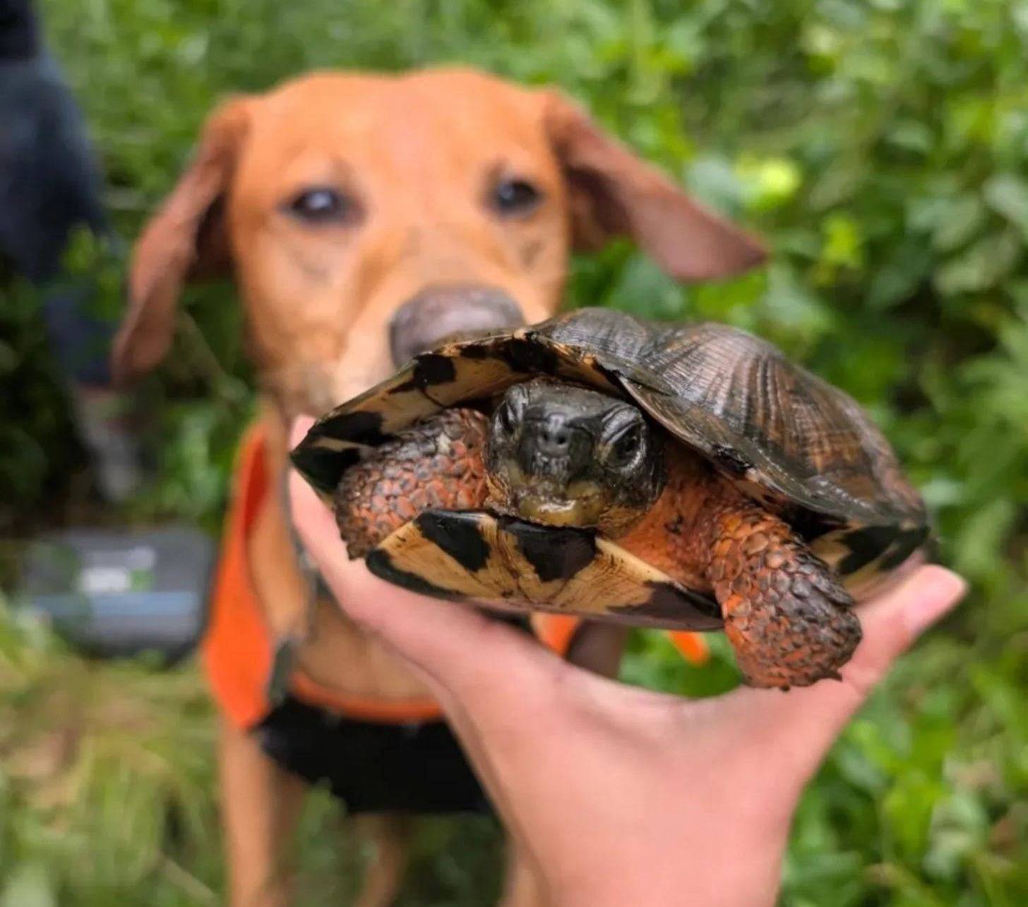 A person holding a turtle with a brown-colored dog looking at it in the background