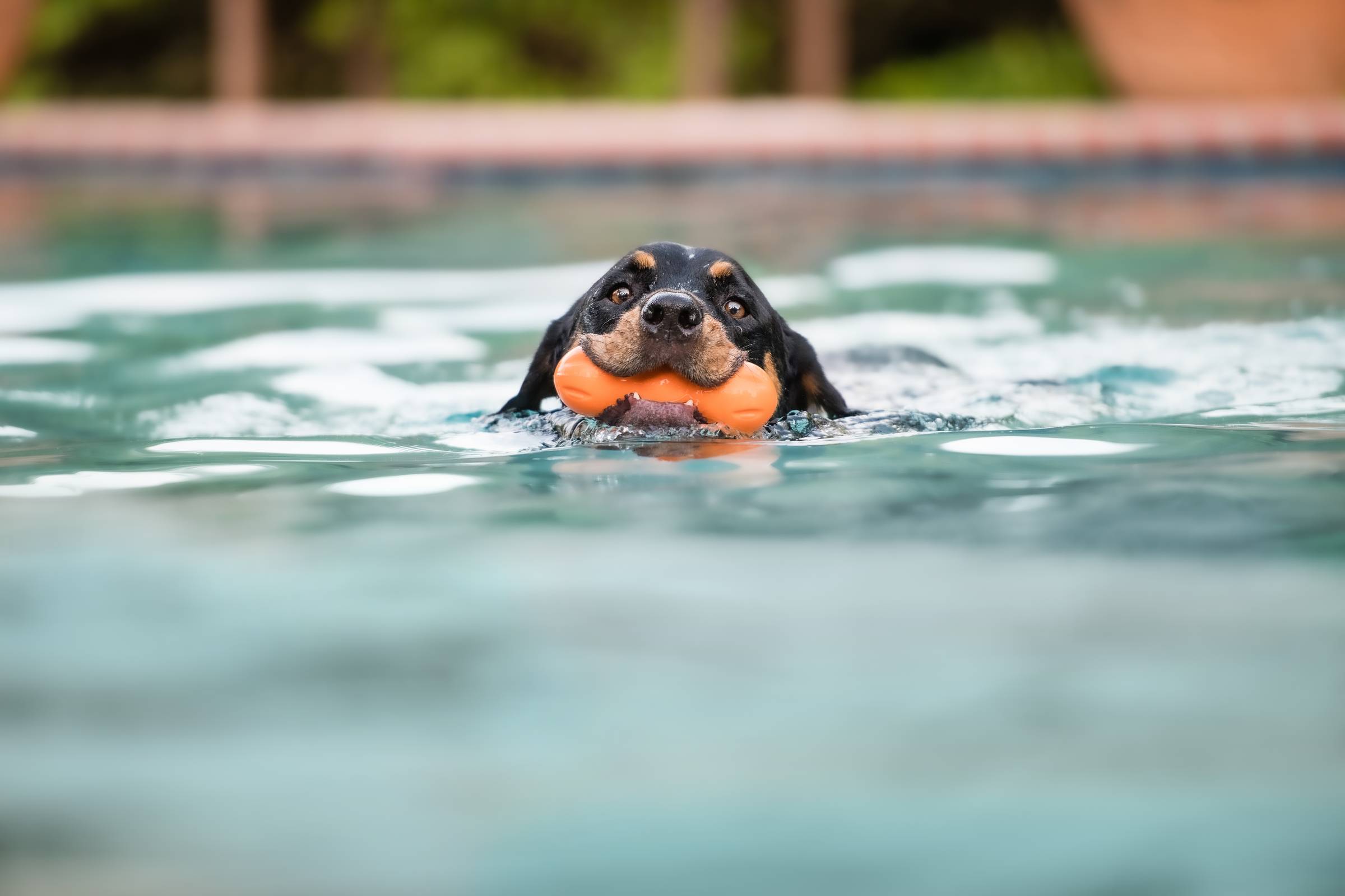 A brown and black dog swimming toward the camera in a pool with an orange toy in its mouth