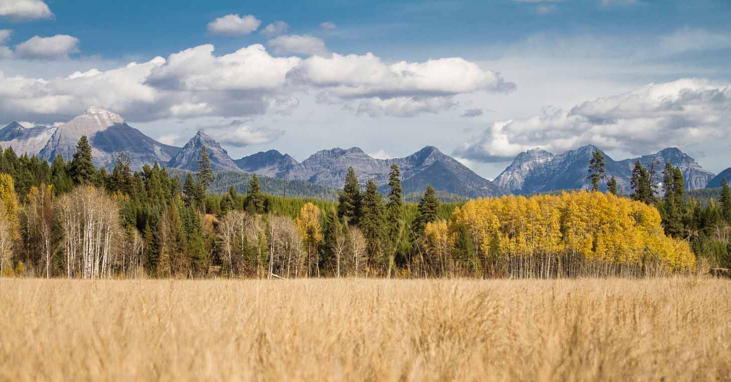 A tan grassy field with a forest in the background and snow-capped mountains in the distance with a blue sky above