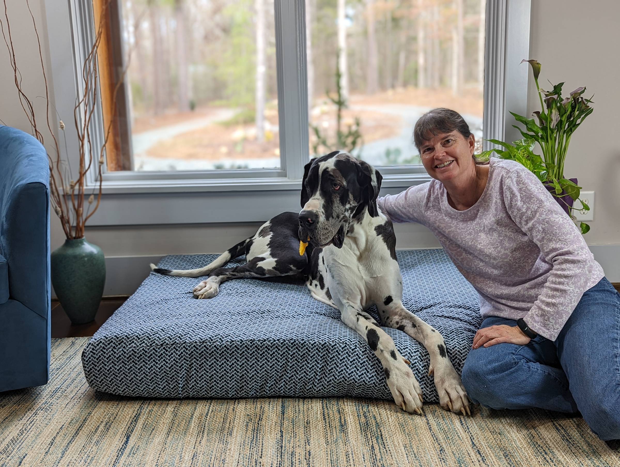 A black and white Great Dane sitting on a large blue patterend dog bed with a woman sitting next to it on the floor