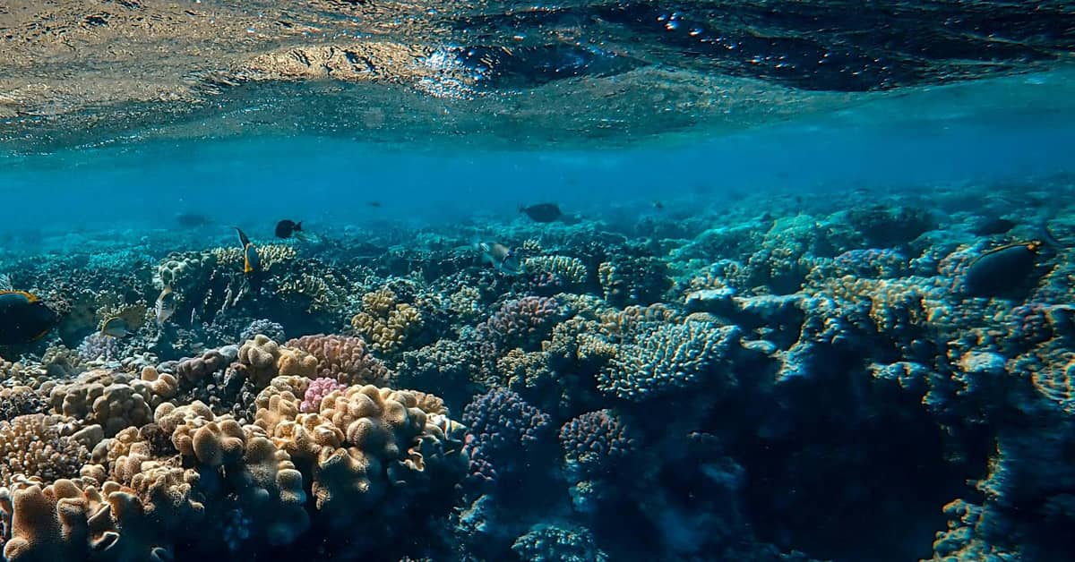 A colorful coral reef in somewhat shallow water