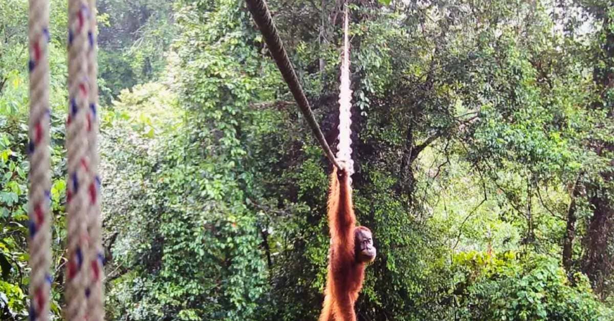 An orange orangutan holding onto a rope with its hands over its head