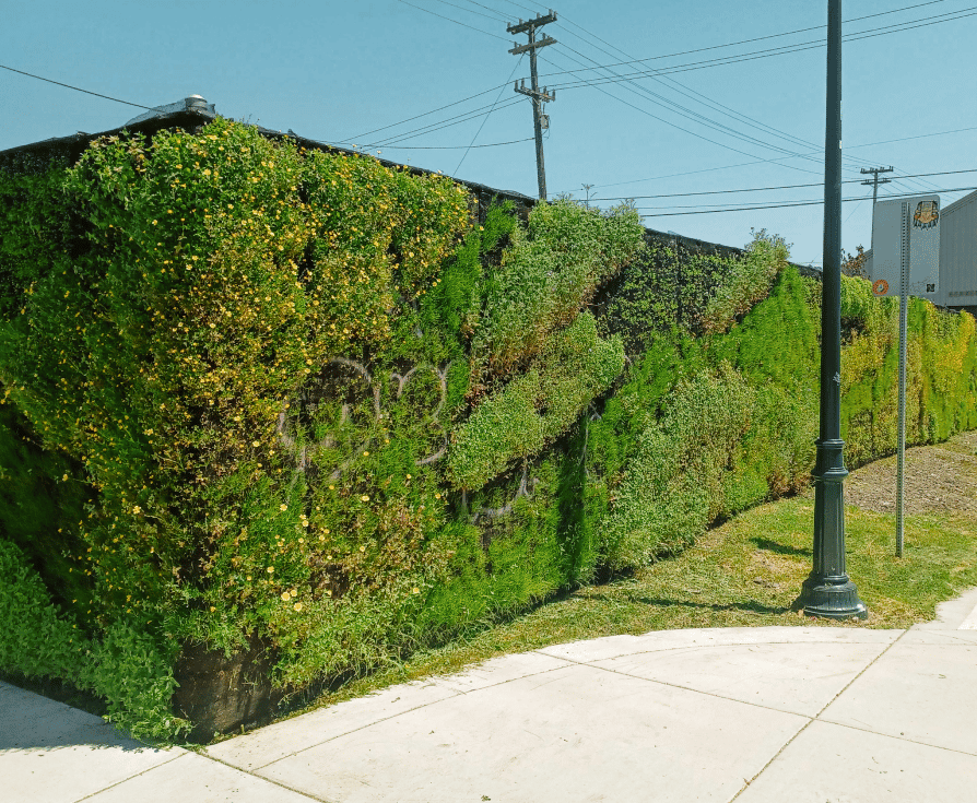 A fence covered with blooming greenery, graffiti is subtly visible behind it