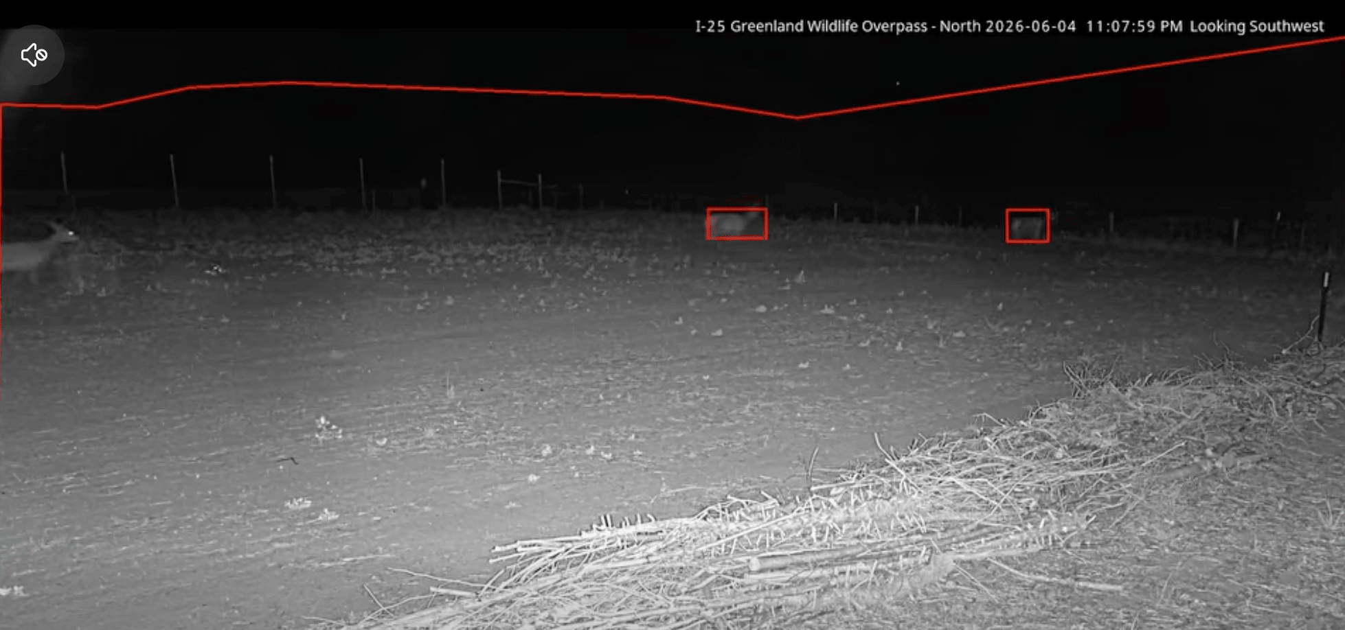 Three elk pictured on a night-vision camera 