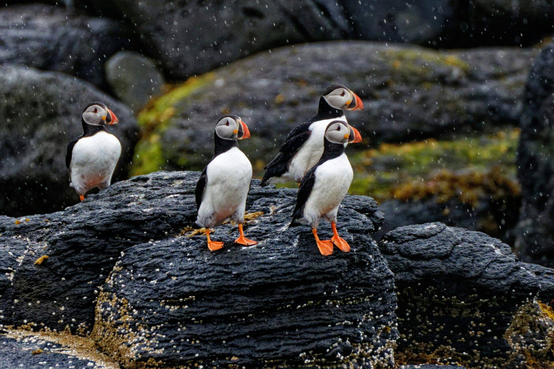 Four puffins standing on a rock