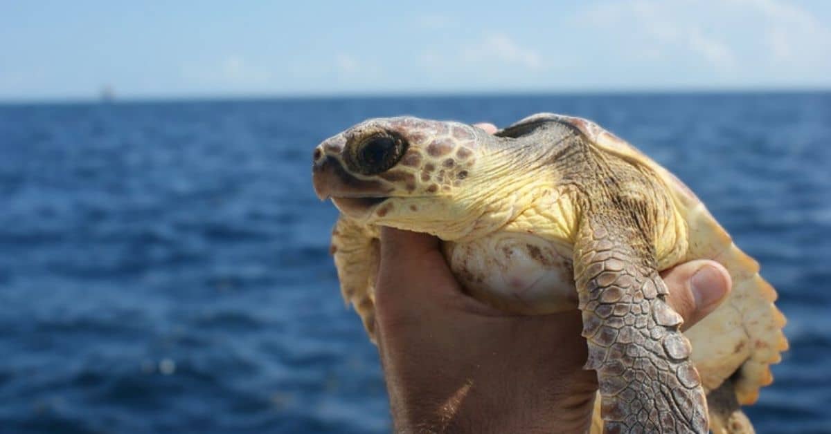 hand holding a loggerhead turtle with blue water and sky in the background
