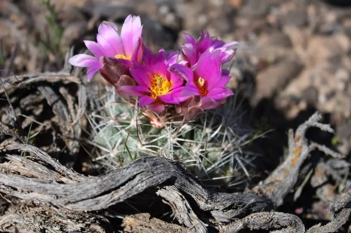 Small cactus with spikes and bright purple flowers