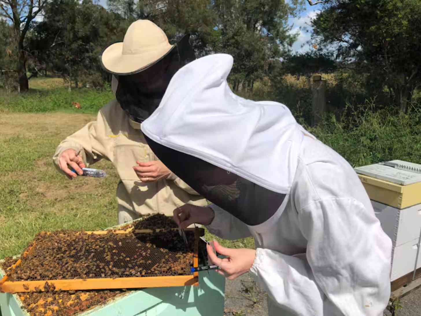 Two beekeepers in protective gear examine a frame from a beehive. The person in front wears a white veil and dark jacket, while another in a tan shirt and light-colored hat stands behind, both inspecting the honeycomb frame covered with bees.