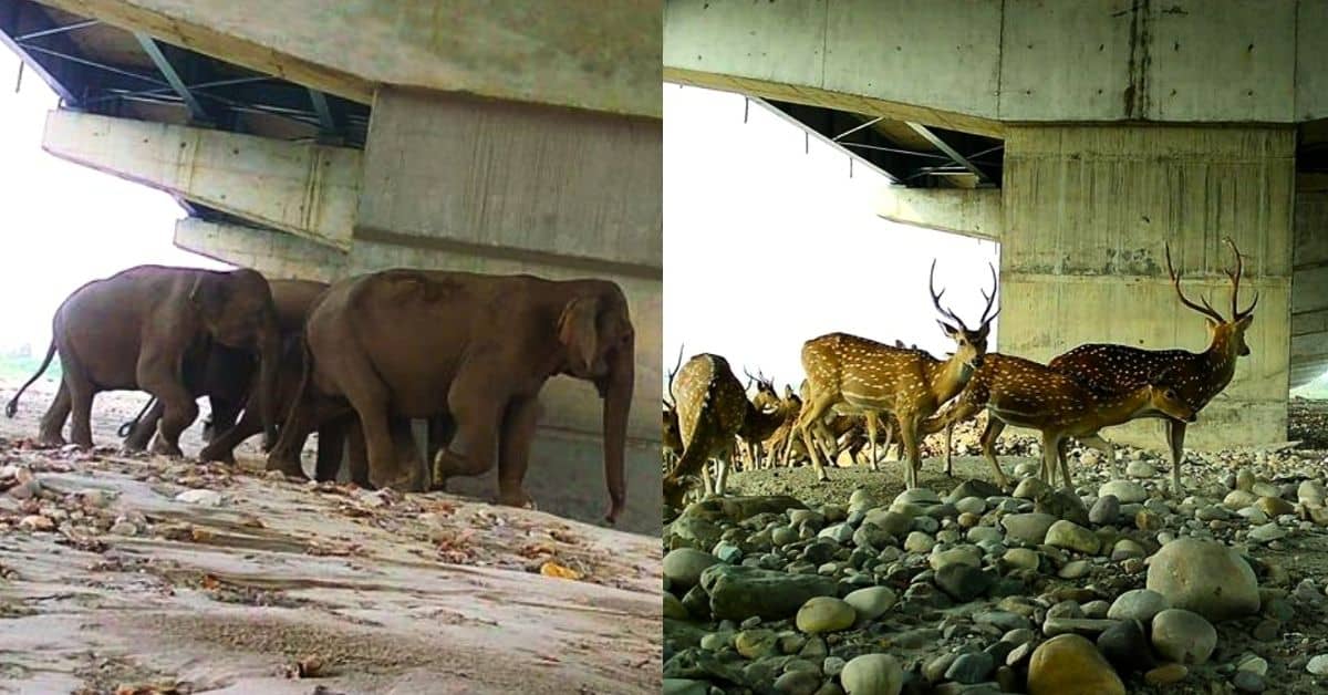 On the right: A group of elephants walk under an overpass. On the right, a herd of deer cross under an overpass