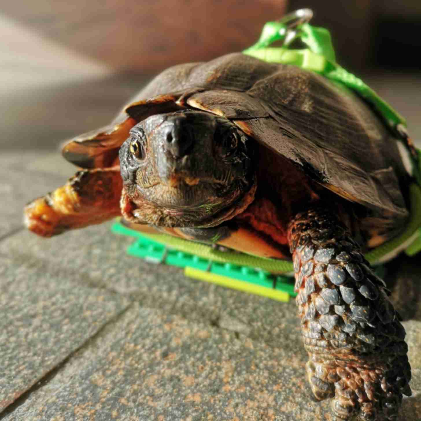 Closeup of turtle with a green LEGO stand under its belly