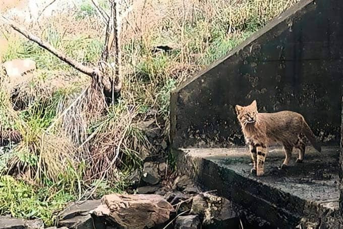 A security camera photo of a Muñoa’s Pampas cat