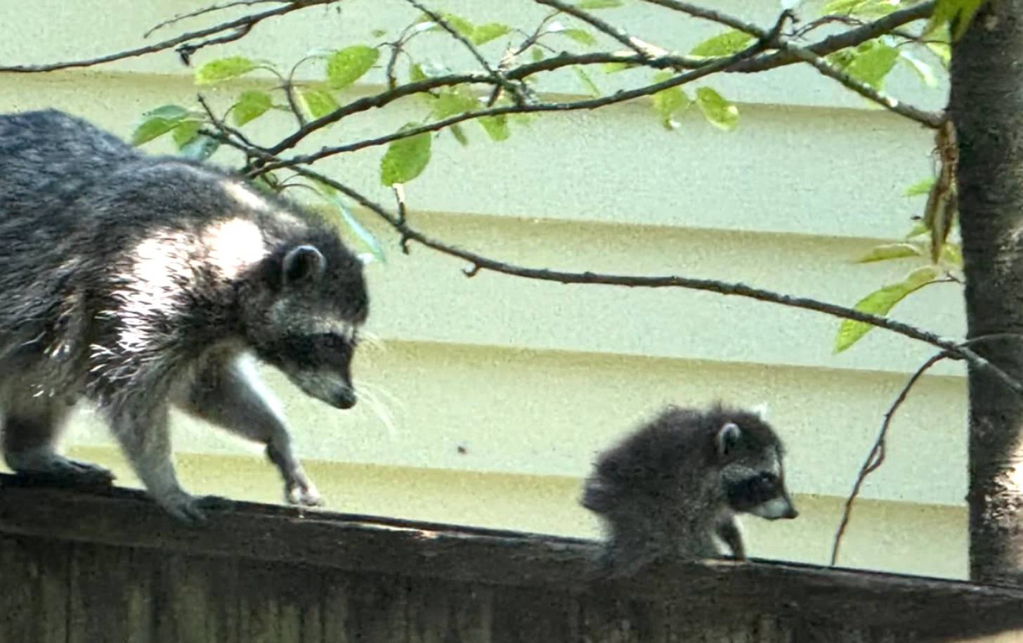 A small baby raccoon on top of a wall, a larger raccoon is walking behind it