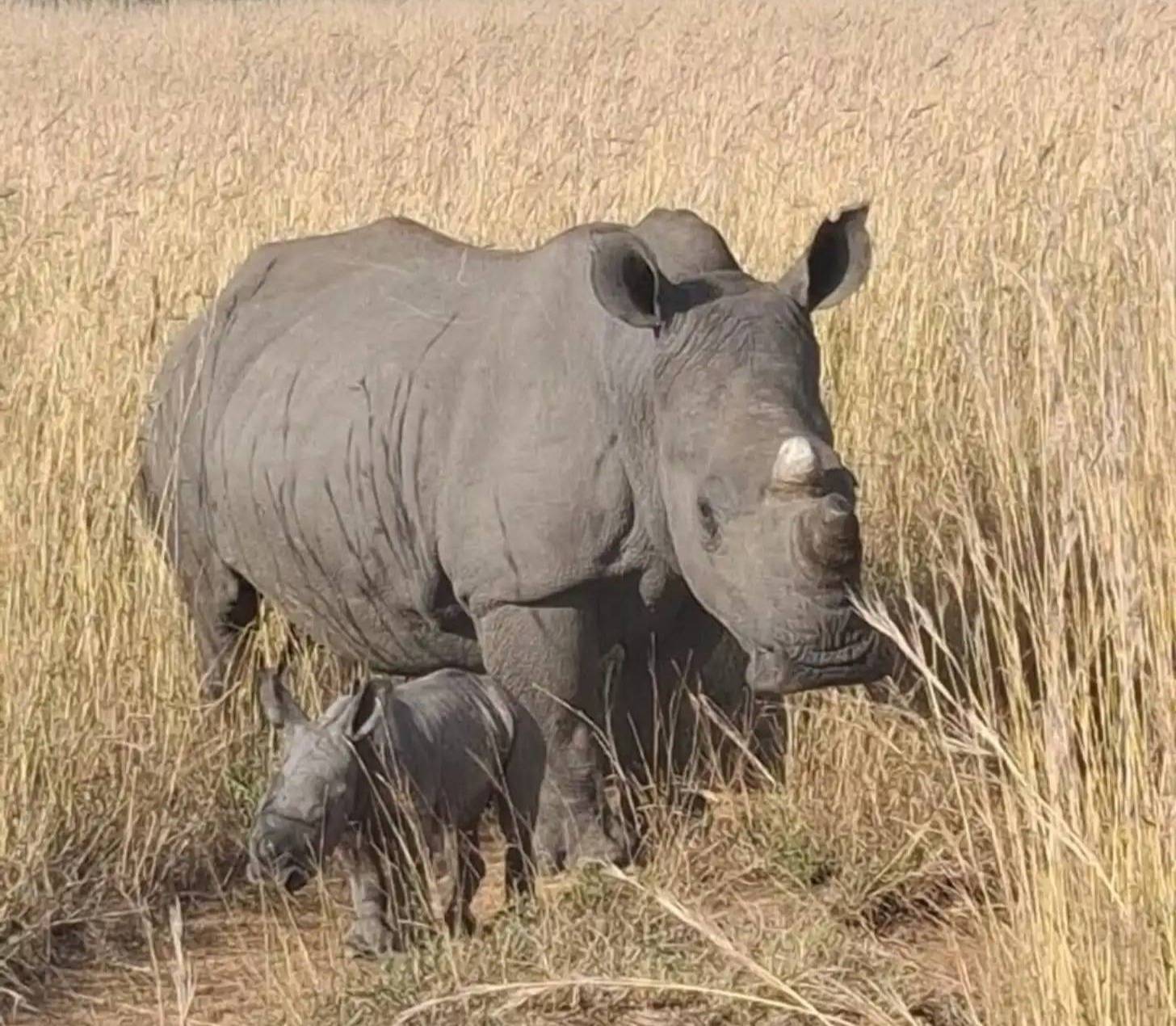A large gray rhinoceros stands next to a baby rhinoceros in a dry, beige grassy field