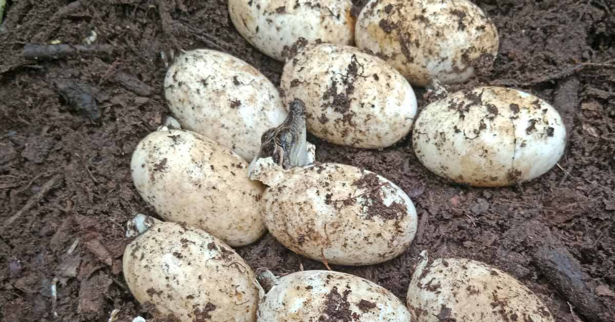 A crocodile head poking out of a dirty white-colored egg next to a group of other unhatched eggs