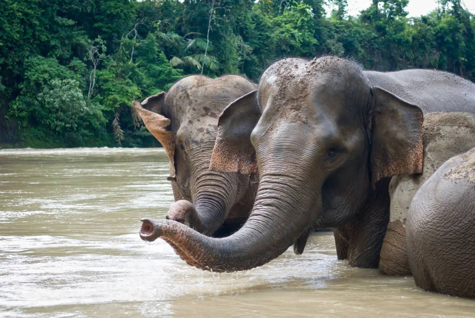 A group of 3-4 elephants in water with a forested bank area in the background