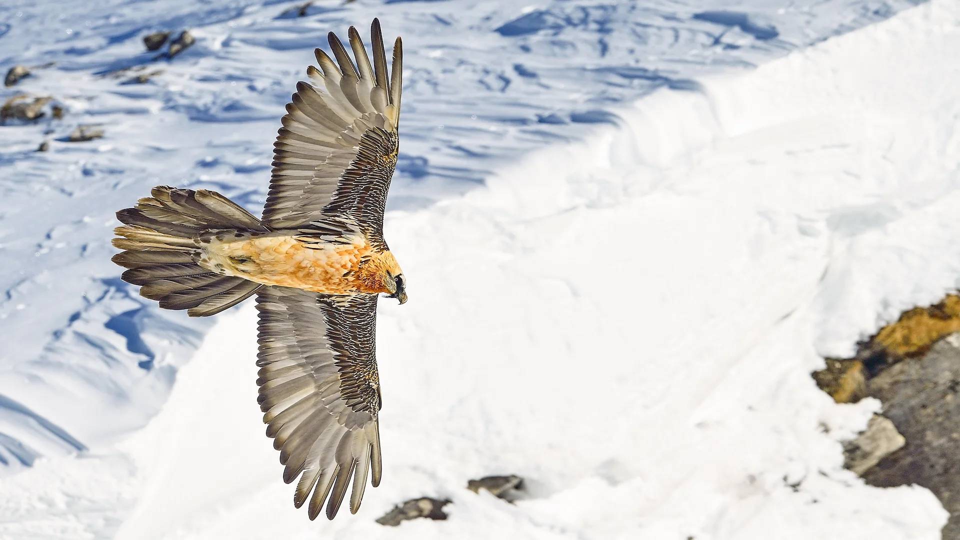 Black, white, grey, and brown large bird flying over snow-covered rocks