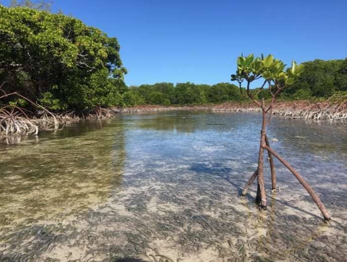A singular mangrove in a shallow waterway, whose banks are filled with fuller mangrove forests