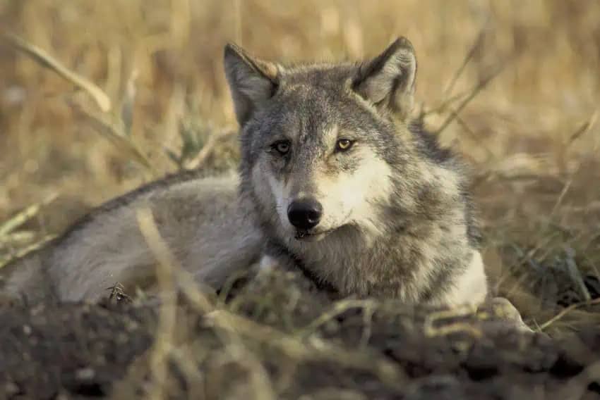 A wolf sitting in a field