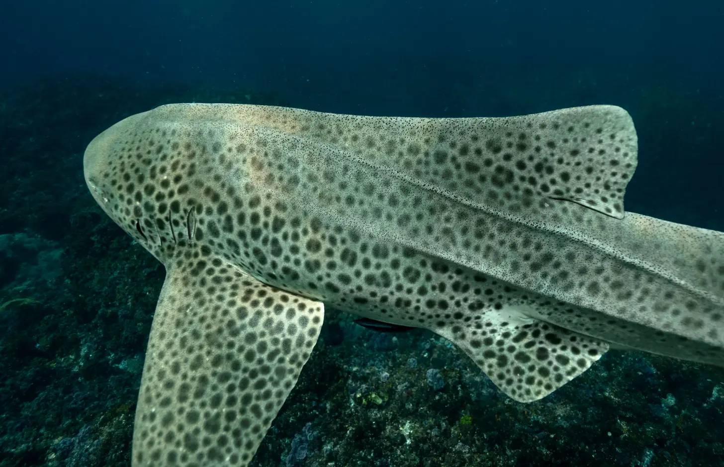 A large spotted fish with a flattened body swims near the seafloor in dark blue water, its pale gray surface covered in dark circular markings.
