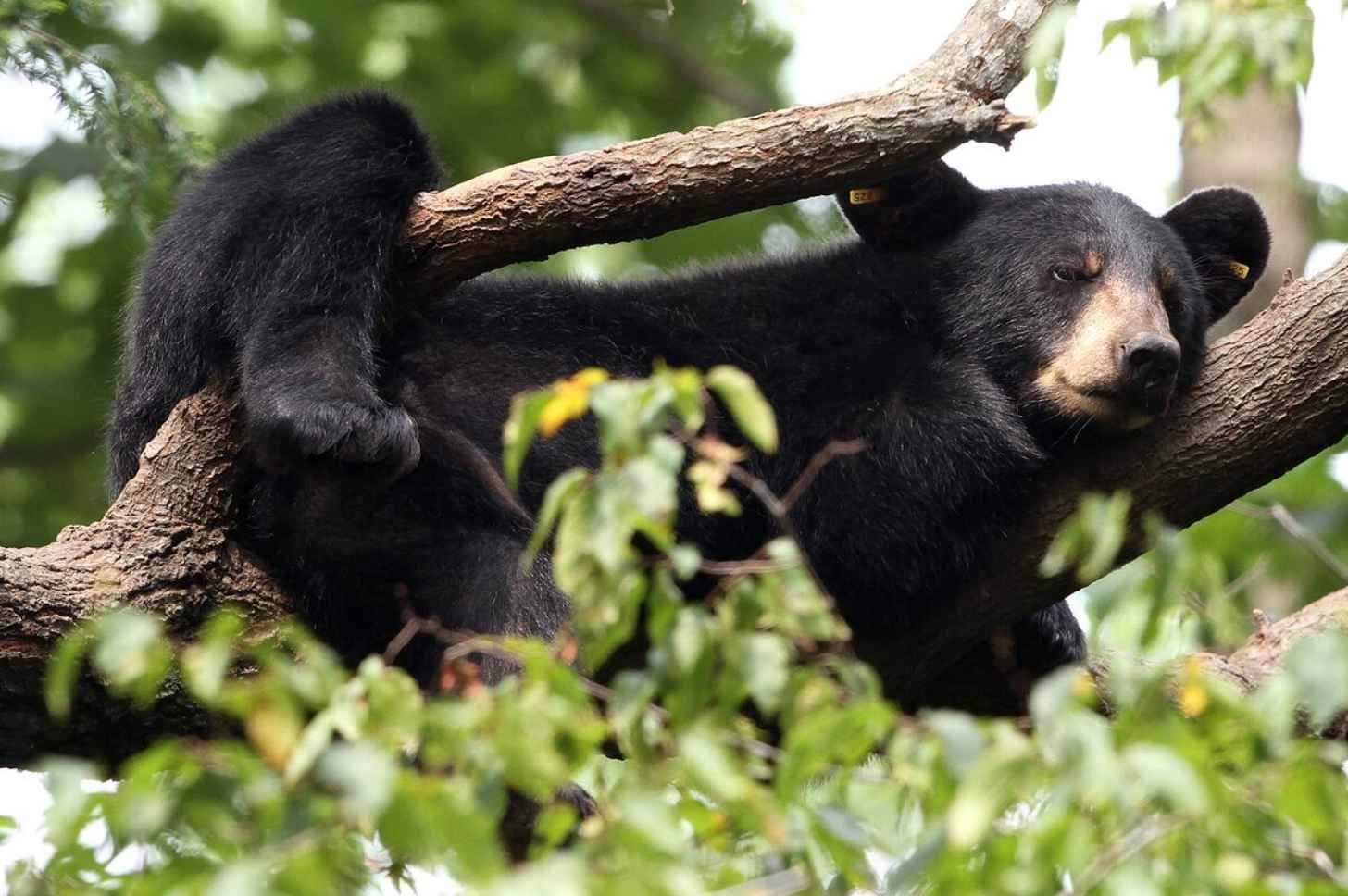 A black bear with tags in its ears lounges on a tree branch in Tennessee. Black bears were once common across the state, but overhunting and habitat changes diminished the population, leaving most of the remaining bears in the East Tennessee mountains. No
