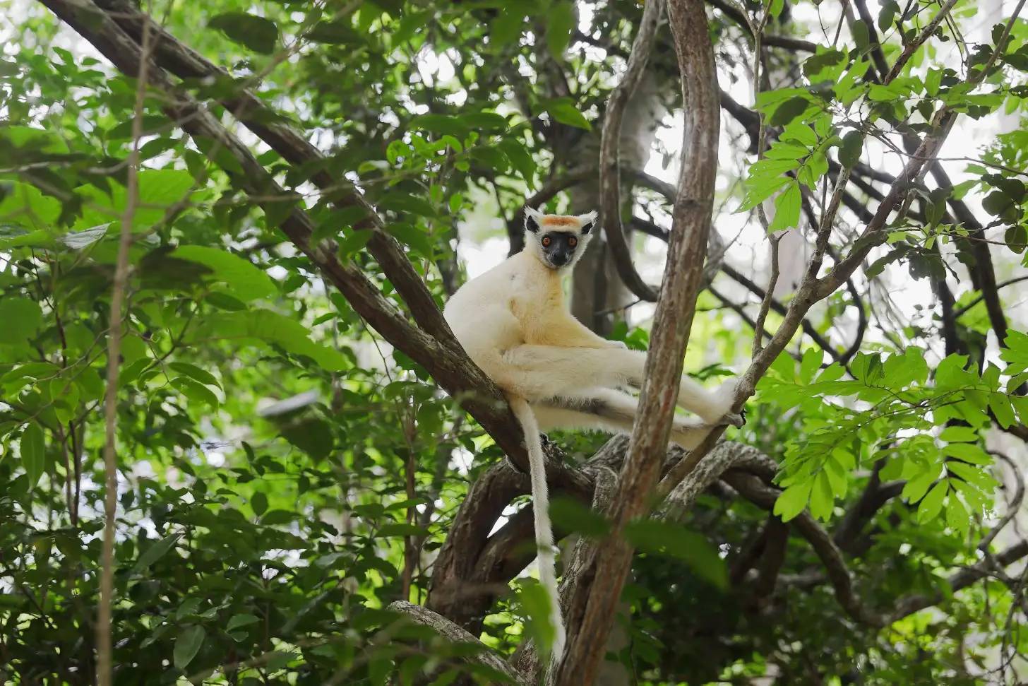 A white-furred monkey-like animal in a tree, it has a brown spot on its head and a black face and ears