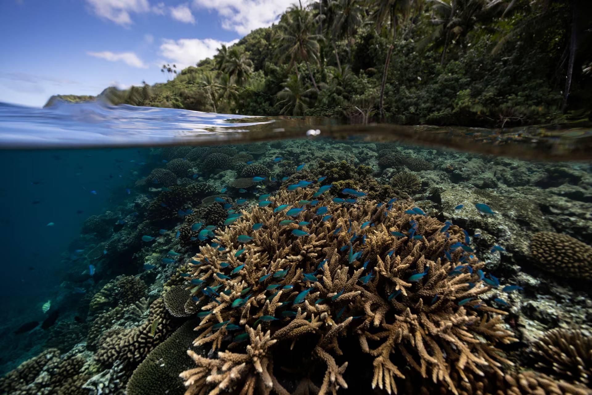 A coral reef shown just below the surface of the water