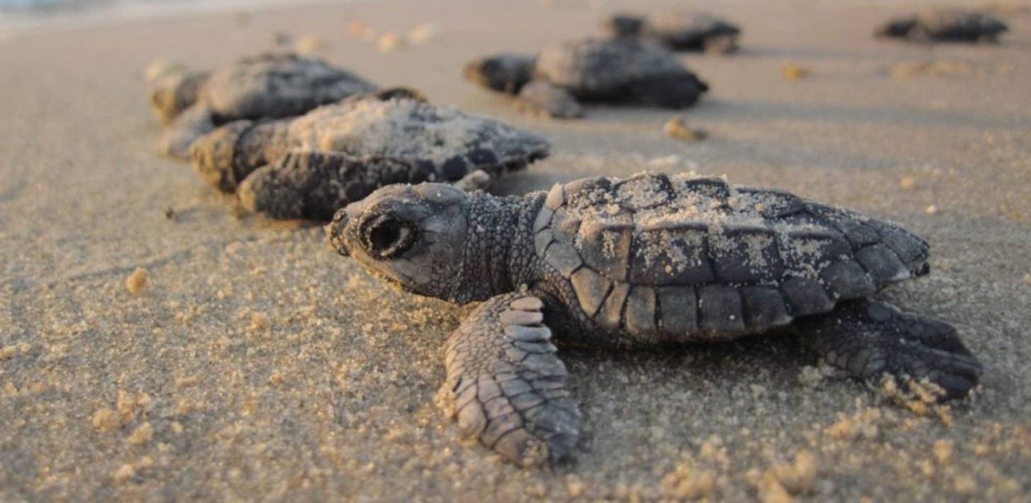 Baby sea turtles on sand