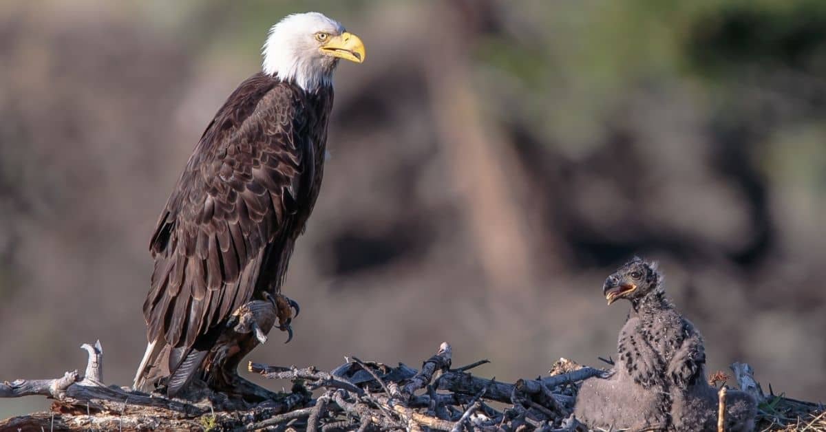A bald eagle on the edge of a nest with a hatchling in it