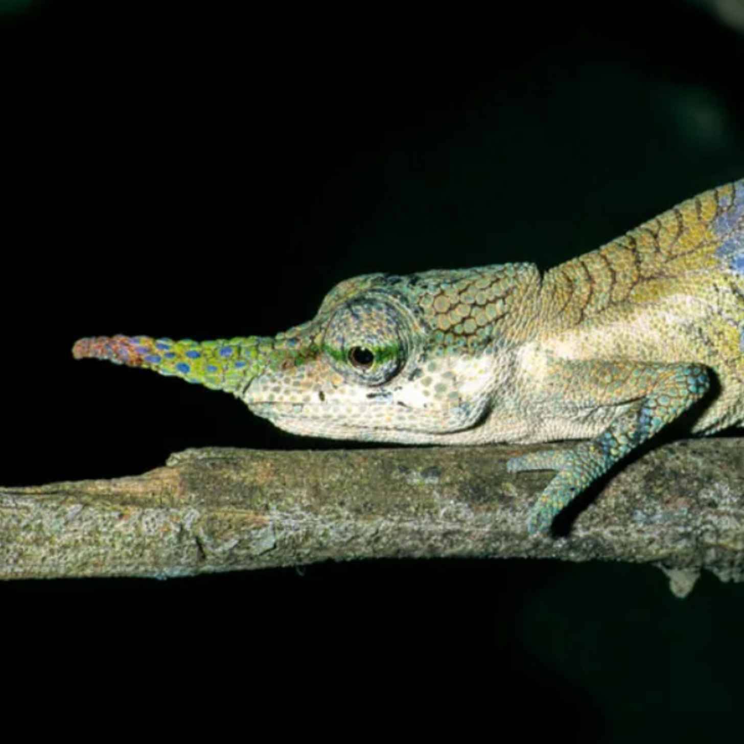 Close-up of a chameleon with a long "nose" poking out of its head