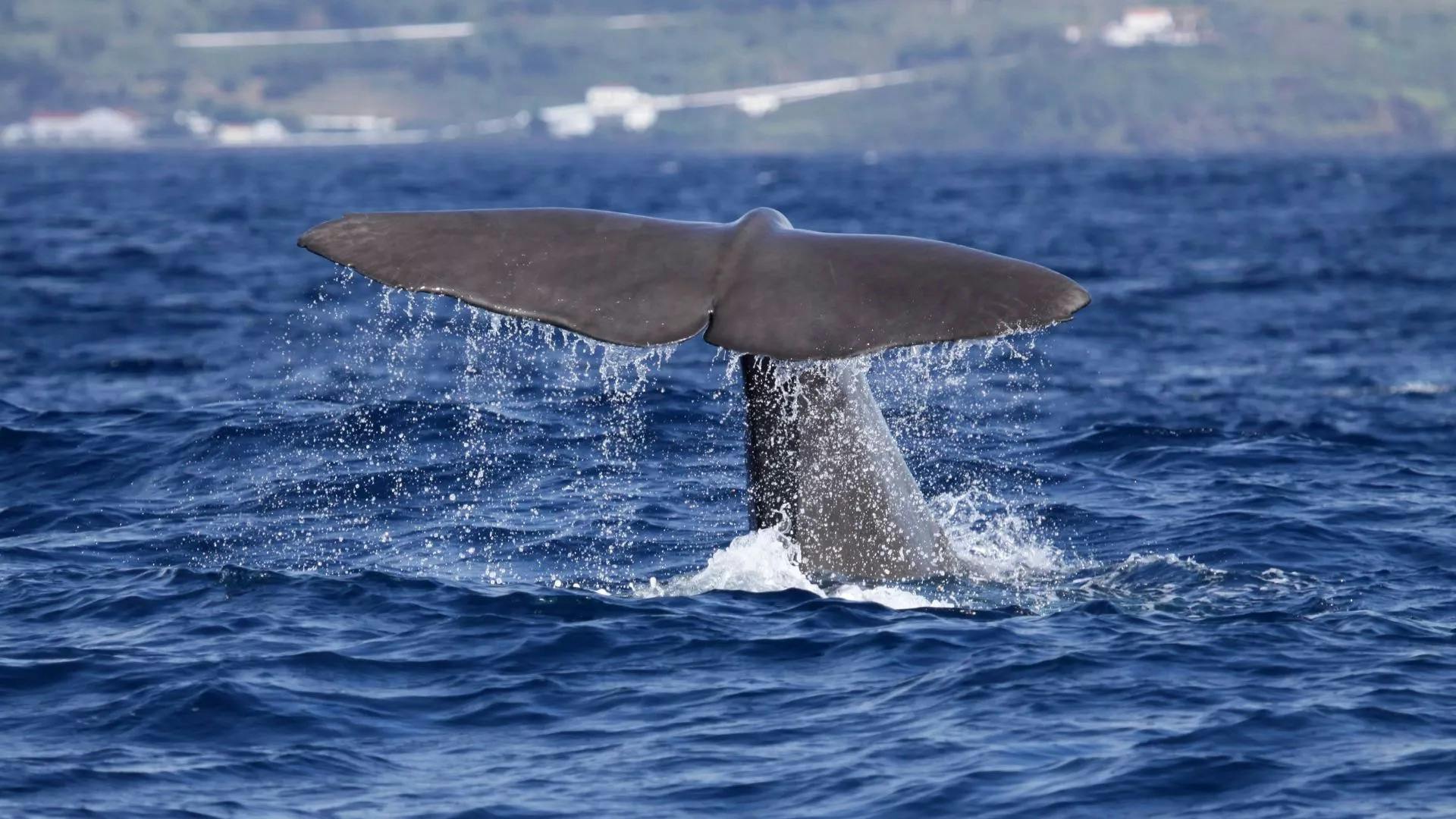 A whale tail above the surface of water, a coastline is visible in the background