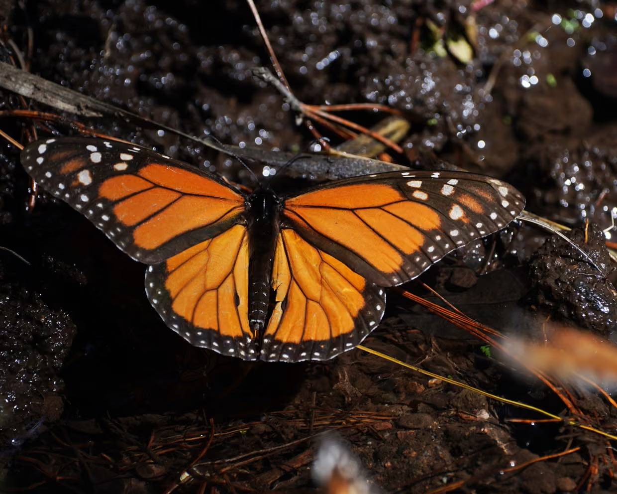 Close-up of a monarch butterfly near the ground