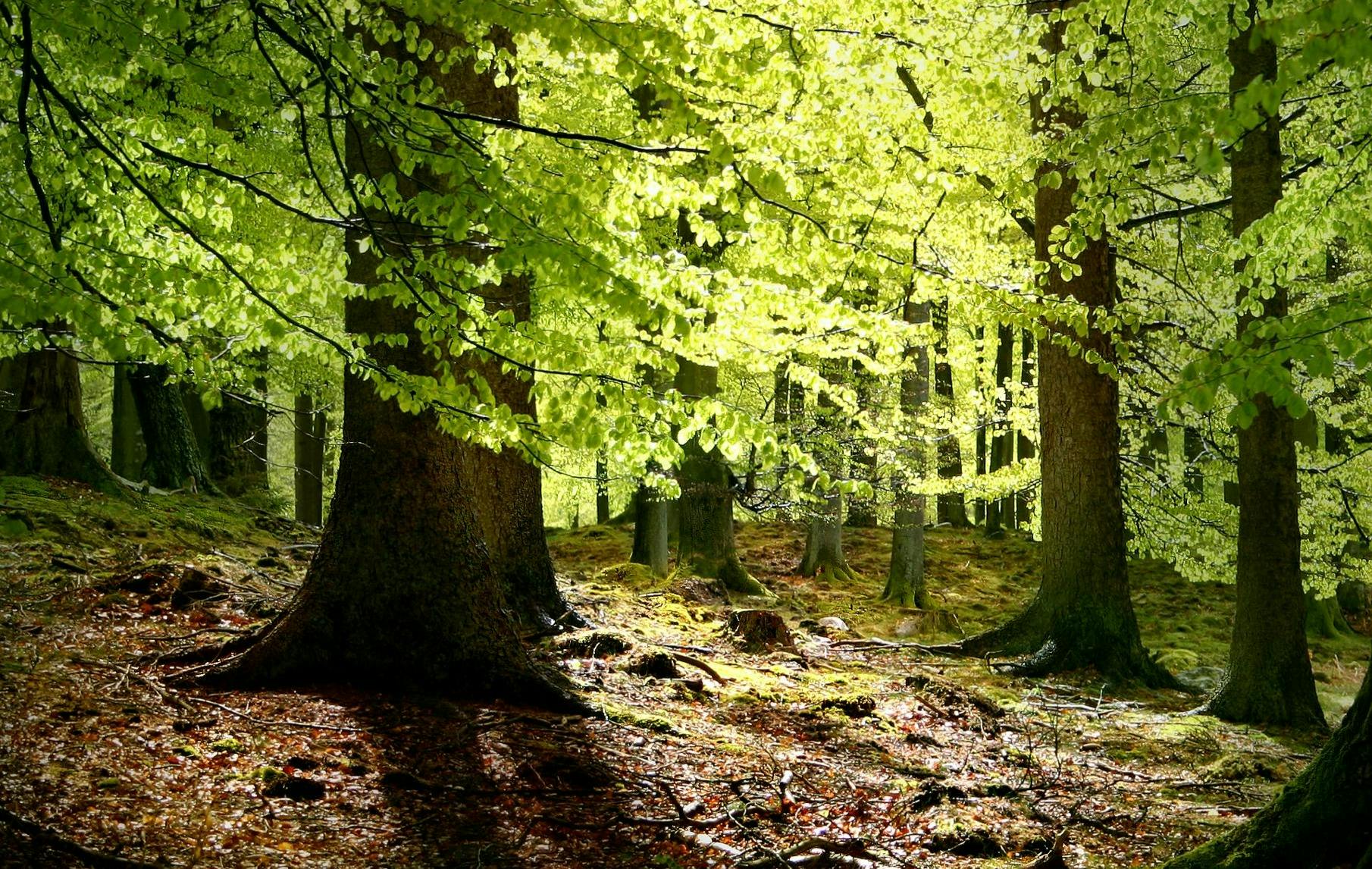 A forest filled with leafy green trees with large trunks, a leafy and mossy forest floor, and sunlight shining slightly through