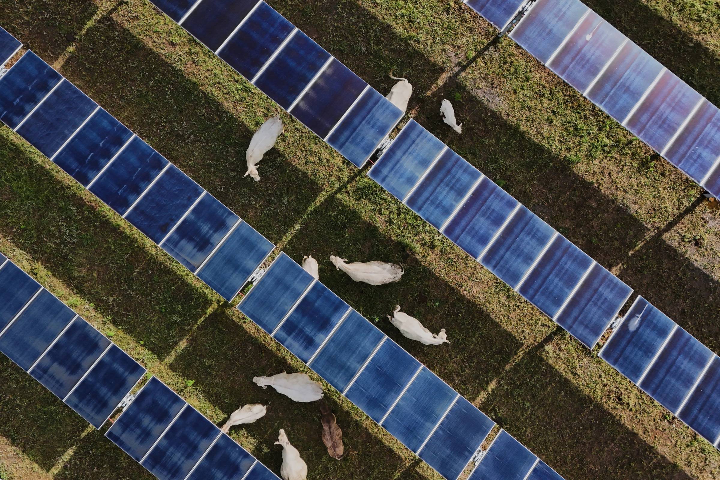Cows grazing beneath solar panels