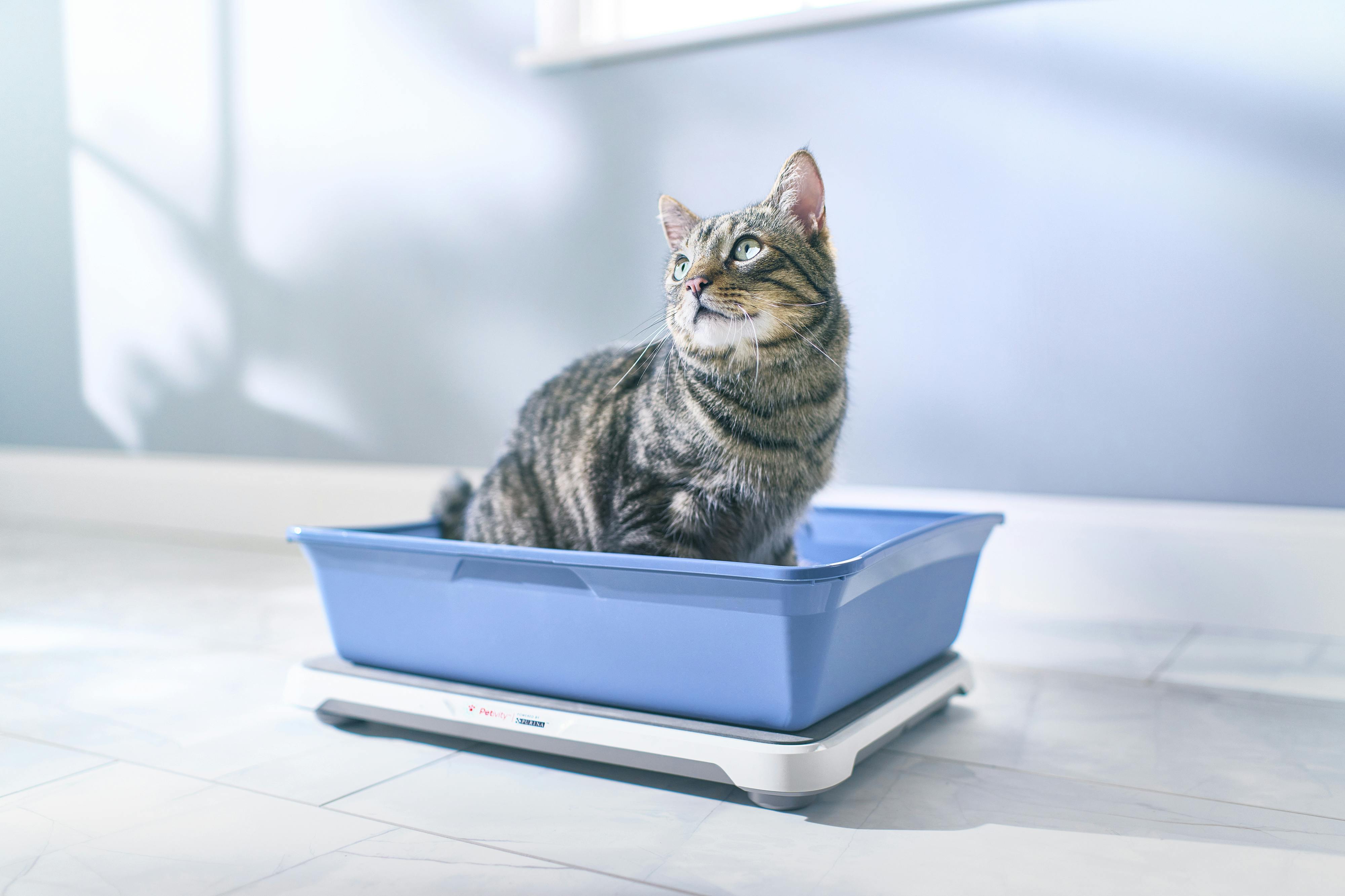 A grey striped cat using a blue litter box