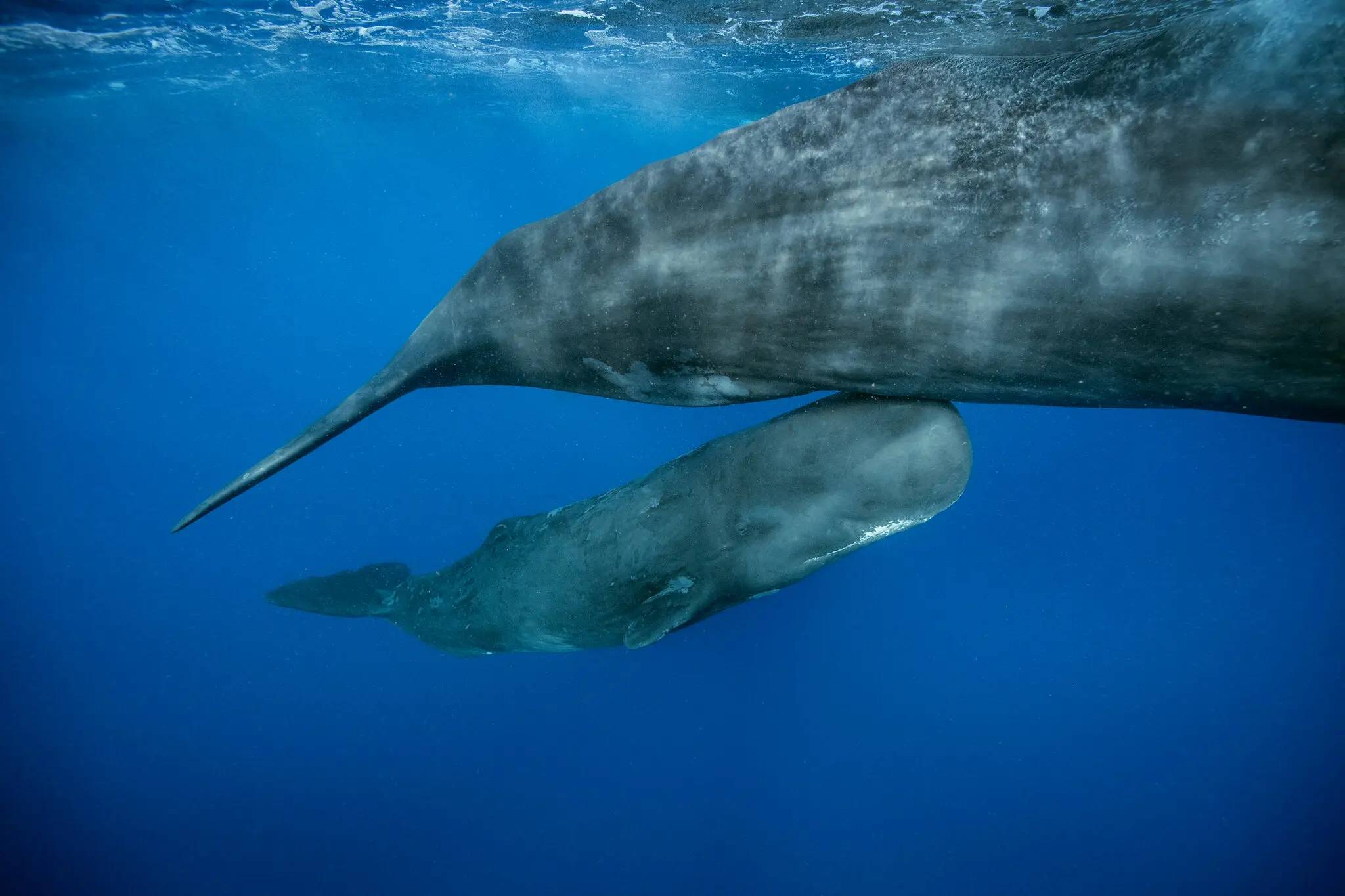 A sperm whale baby swimming near the tail of a larger sperm whale