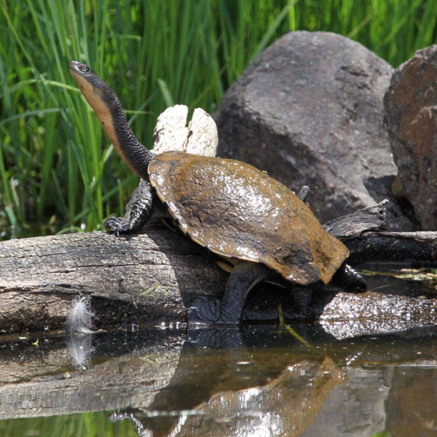 Turtle with a long neck on a stick next to water